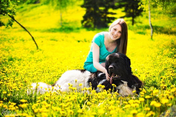 Фото: ньюфаундленд Plushevaya Panda Ferrero Rond Noir (Плюшевая Панда Ферреро Ронд Нуар)