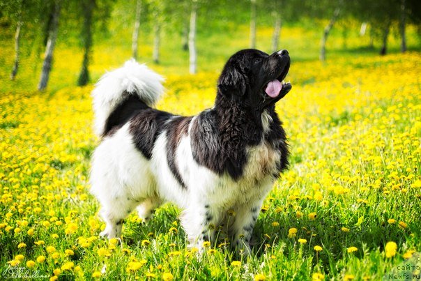 Фото: ньюфаундленд Plushevaya Panda Ferrero Rond Noir (Плюшевая Панда Ферреро Ронд Нуар)