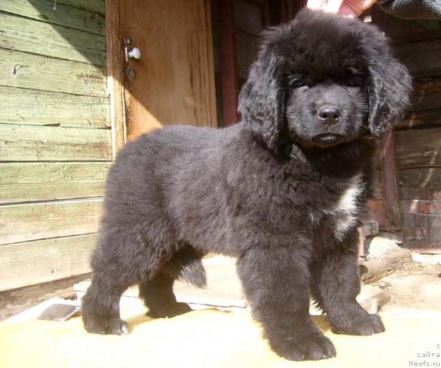 Фото: ньюфаундленд Super Bizon Vanil' (Супер Бизон Ваниль)