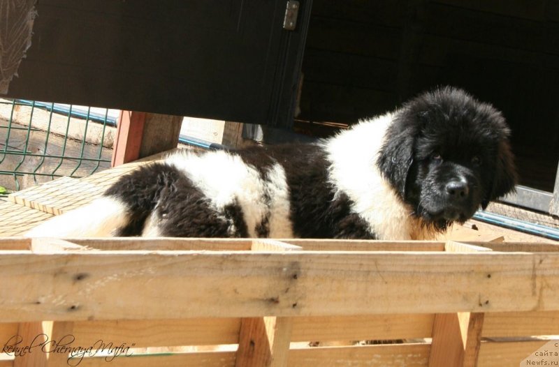 Фотография № 125312