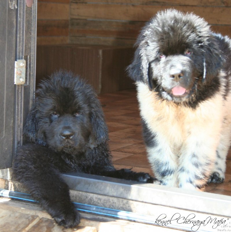 Фотография № 125313