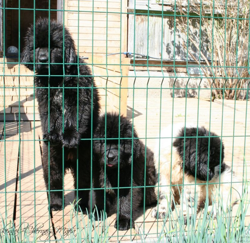 Фотография № 125317