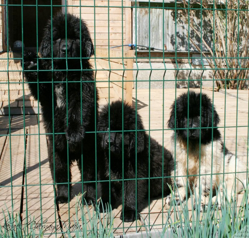 Фотография № 125318