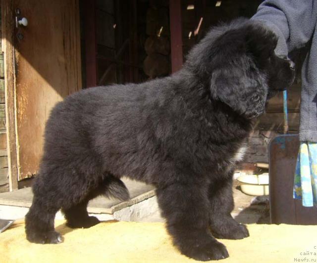 Фото: ньюфаундленд Super Bizon Vanil' (Супер Бизон Ваниль)