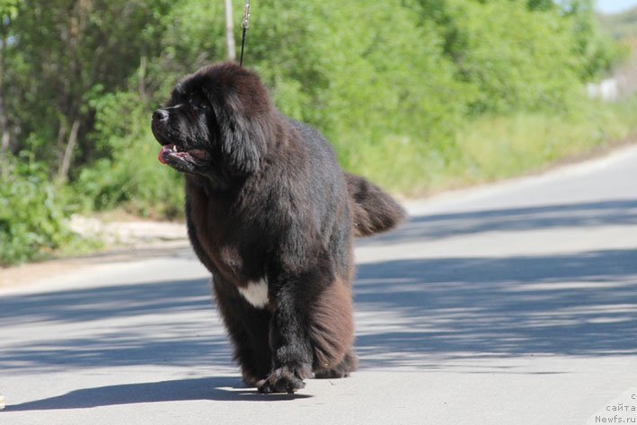 Фото: ньюфаундленд Tsenny Kadr s Berega Dona (Ценный Кадр с Берега Дона)