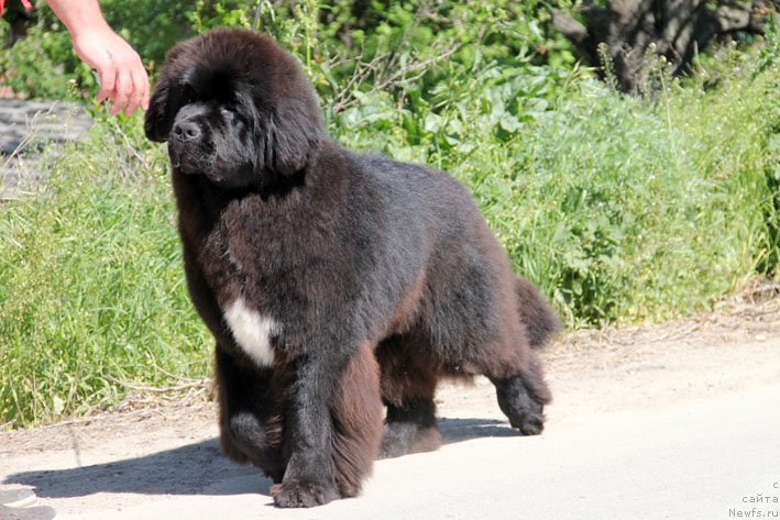 Фото: ньюфаундленд Tsenny Kadr s Berega Dona (Ценный Кадр с Берега Дона)