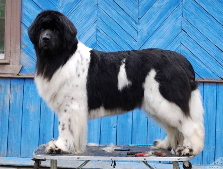 Фото: ньюфаундленд Piternyuf Prodigy (Питерньюф Продижи)