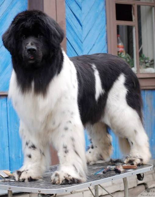 Фото: ньюфаундленд Piternyuf Prodigy (Питерньюф Продижи)