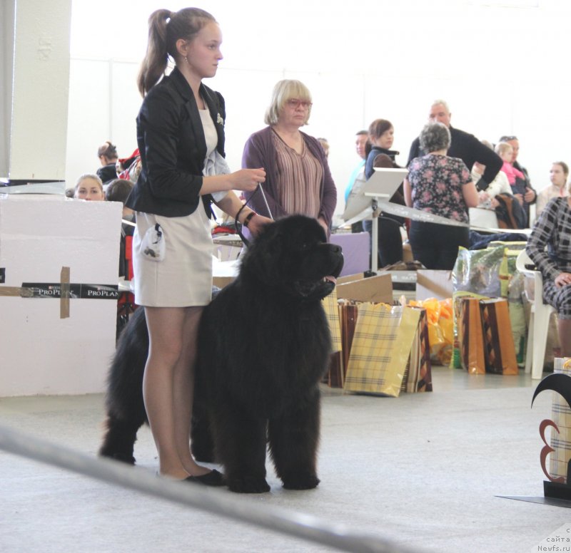 Фото: ньюфаундленд Aquatoriya Kelvin Nobel (Акватория Келвин Нобель)