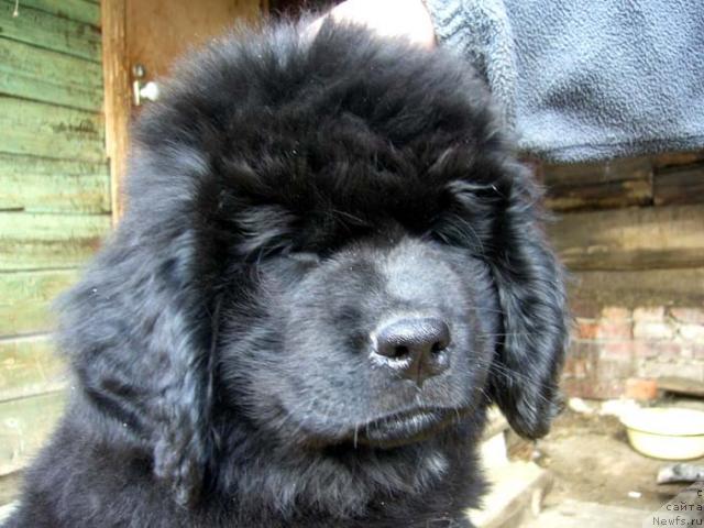 Фото: ньюфаундленд Super Bizon Vanil' (Супер Бизон Ваниль)