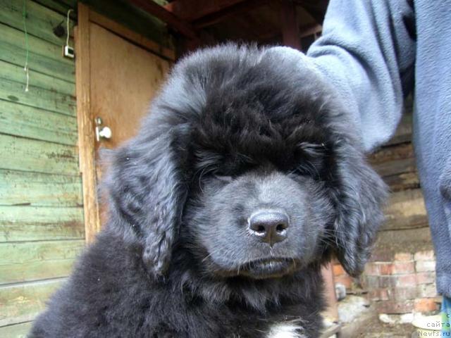 Фото: ньюфаундленд Super Bizon Vanil' (Супер Бизон Ваниль)