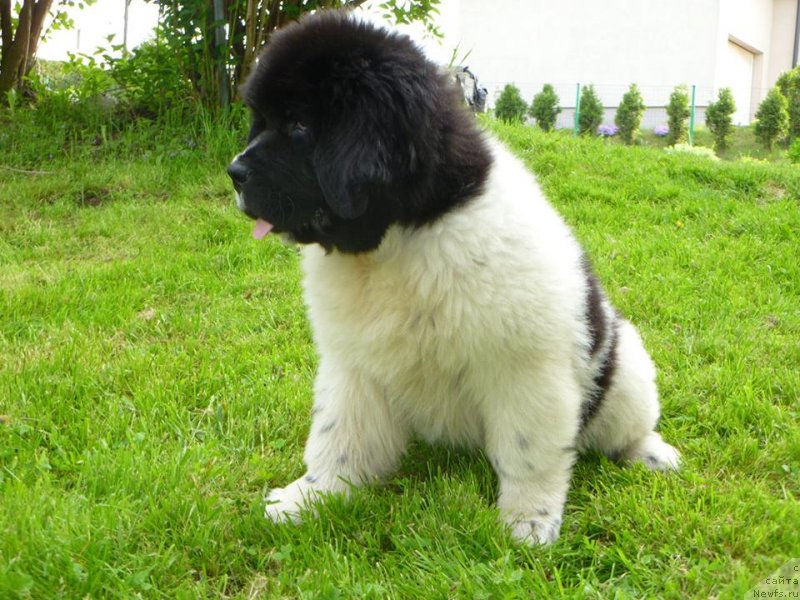 Фотография № 125348