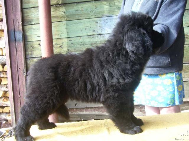 Фото: ньюфаундленд Super Bizon Vanil' (Супер Бизон Ваниль)