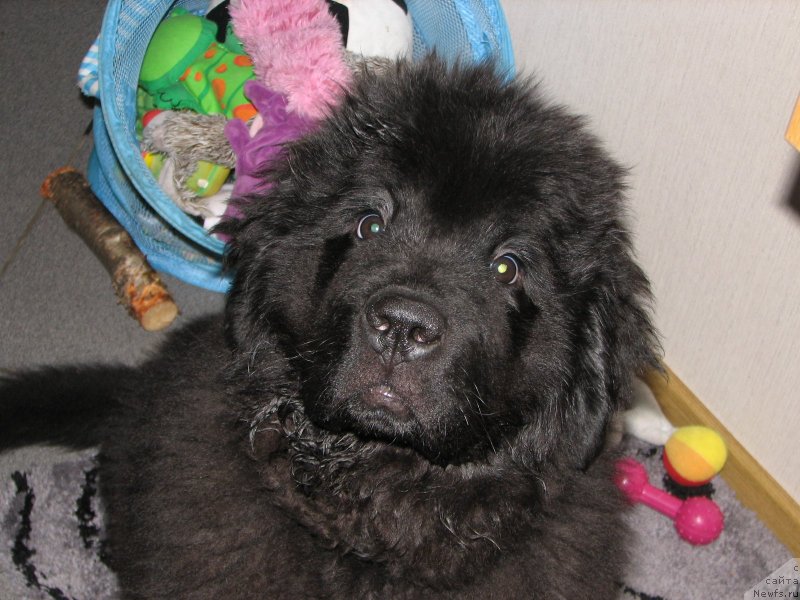 Фото: ньюфаундленд Beguschaya po Volnam Esperanto Etulo CHui (Бегущая по Волнам Есперанто Етуло Чуи)