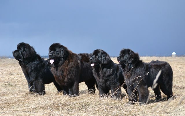 Фотография № 125356