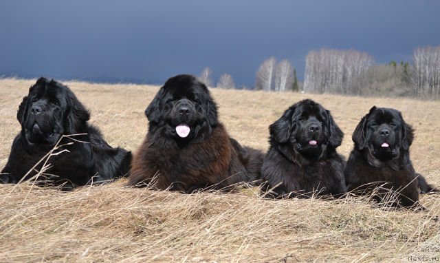 Фотография № 125357