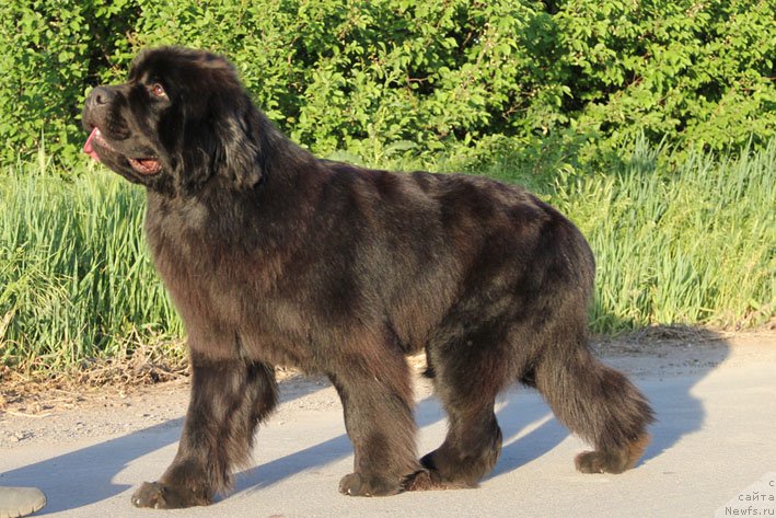 Фото: ньюфаундленд Zvezdnij Dar Afina dlja Berega Dona (Звездный Дар Афина для Берега Дона)