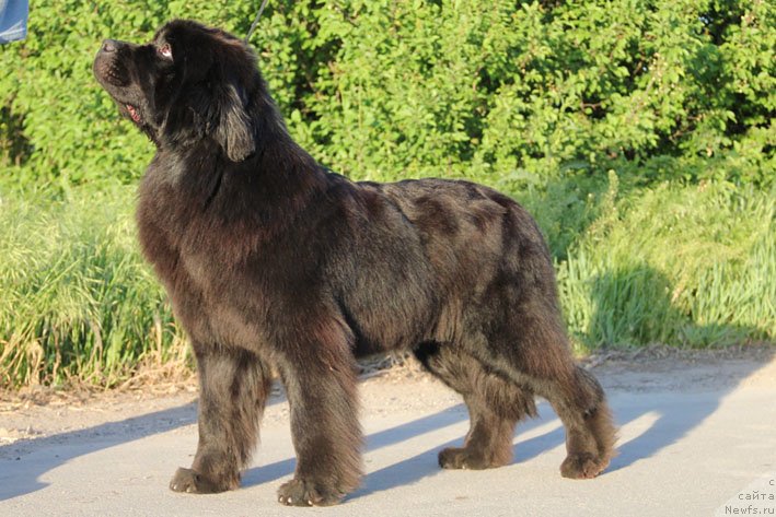 Фото: ньюфаундленд Zvezdnij Dar Afina dlja Berega Dona (Звездный Дар Афина для Берега Дона)