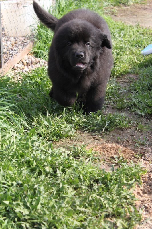 Фото: ньюфаундленд Luv'e Pandur (Лувье Пандур)
