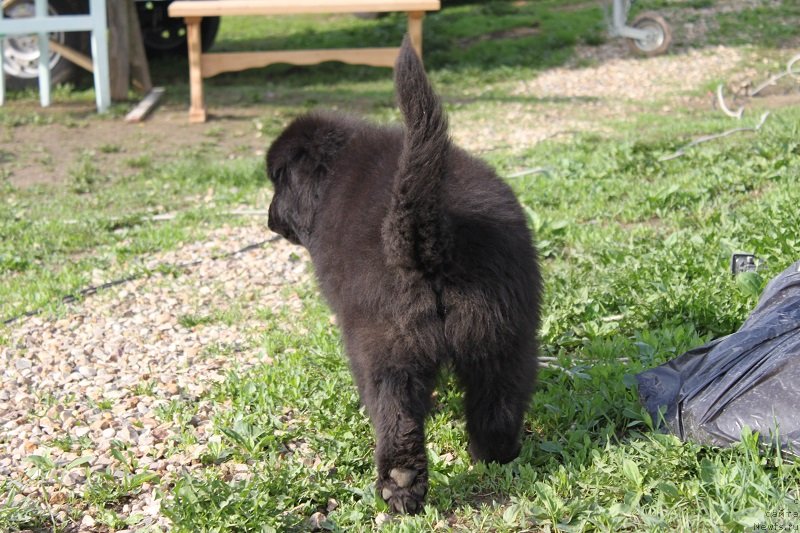 Фото: ньюфаундленд Luv'e Pandur (Лувье Пандур)