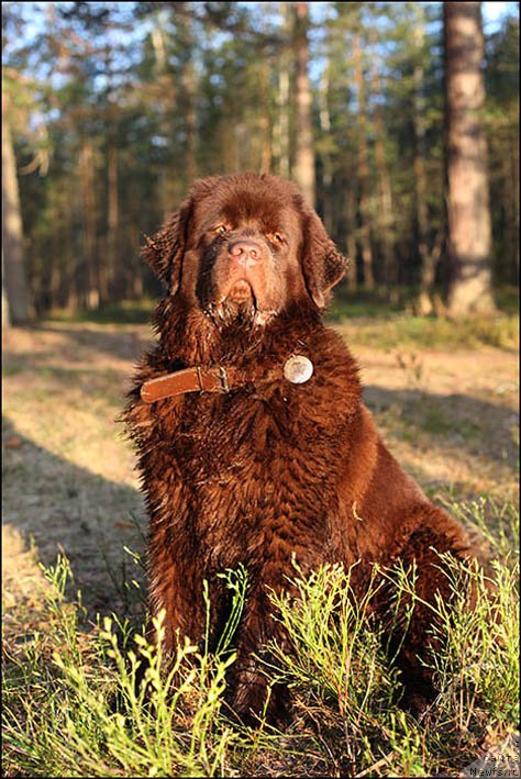 Фото: ньюфаундленд Hozjajka Doma s Berega Dona (Хозяйка Дома с Берега Дона)