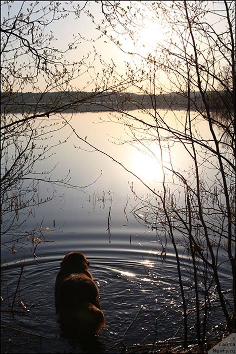 Фото: ньюфаундленд Hozjajka Doma s Berega Dona (Хозяйка Дома с Берега Дона)