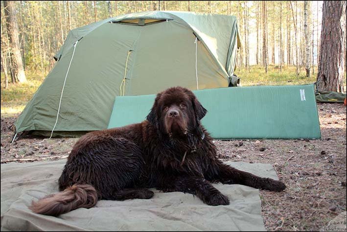Фото: ньюфаундленд Hozjajka Doma s Berega Dona (Хозяйка Дома с Берега Дона)