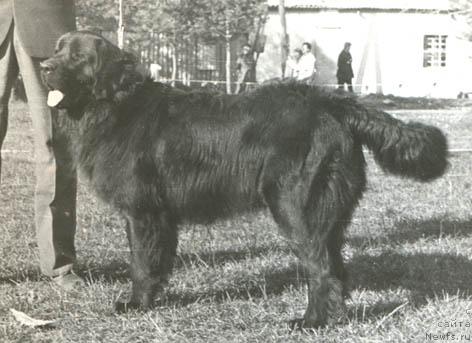 Фото: ньюфаундленд Jambo (Жамбо)