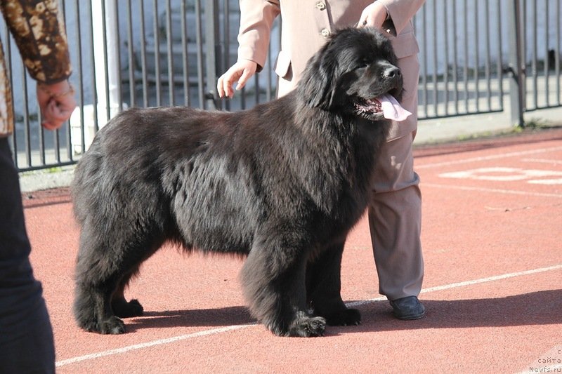 Фото: ньюфаундленд N'yufort Tancuyuschaya Koroleva (Ньюфорт Танцующая Королева), Nadejda Ermilova (Надежда Ермилова)