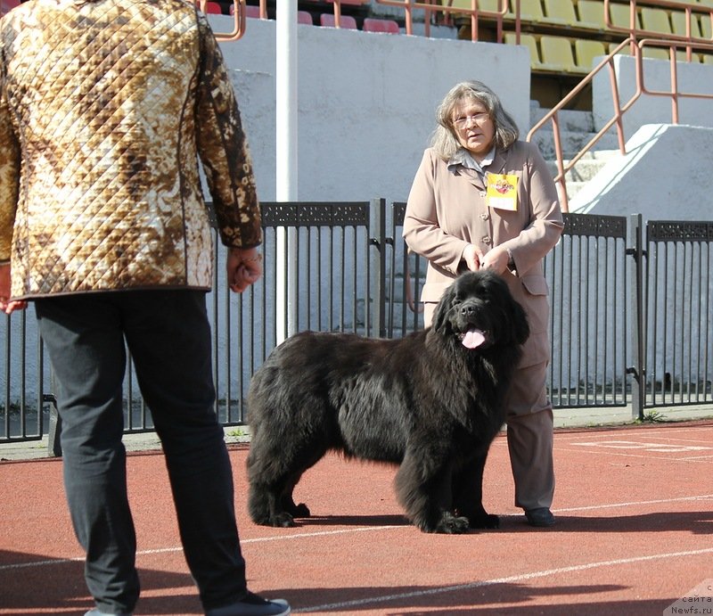 Фото: ньюфаундленд N'yufort Tancuyuschaya Koroleva (Ньюфорт Танцующая Королева), Nadejda Ermilova (Надежда Ермилова)