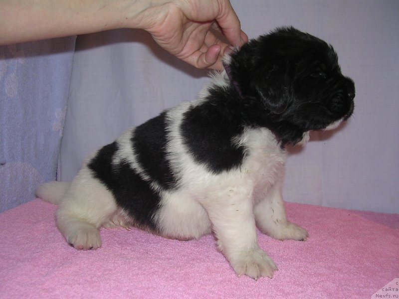 Фото: Galina Smirnova (Галина Смирнова)