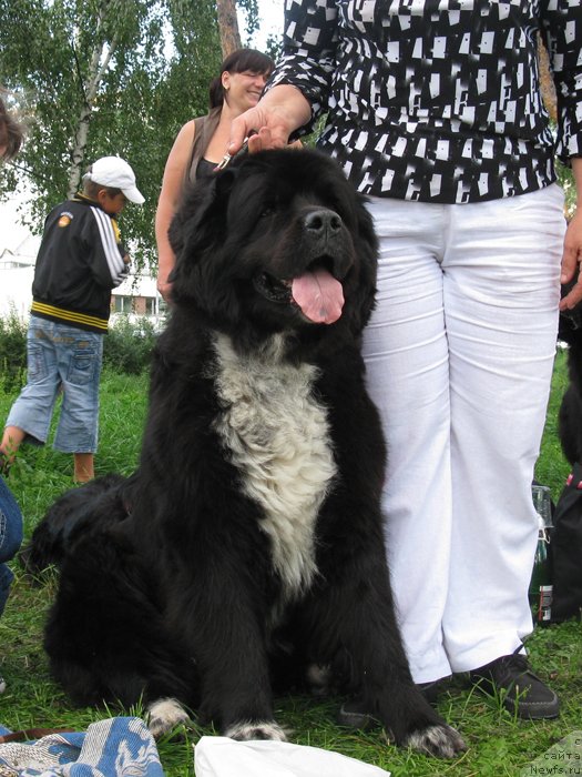 Фото: ньюфаундленд Verri ze Arktik Vind (Верри зе Арктик Винд)