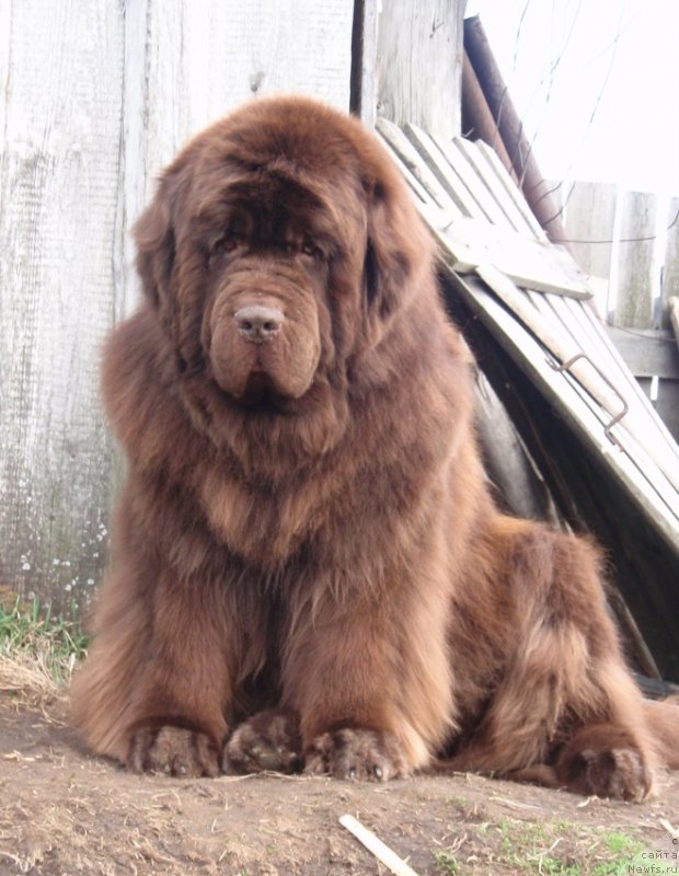 Фото: ньюфаундленд Super Premium Brabus (Супер Премиум Брабус)