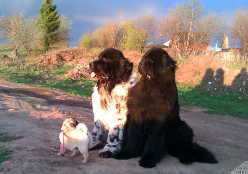 Фото: ньюфаундленд Ih Vyisochestvo Vladlena Madjiks (Их Высочество Владлена Маджикс), ньюфаундленд Super Bizon Ekaterinburg (Супер Бизон Екатеринбург), Розали Белл