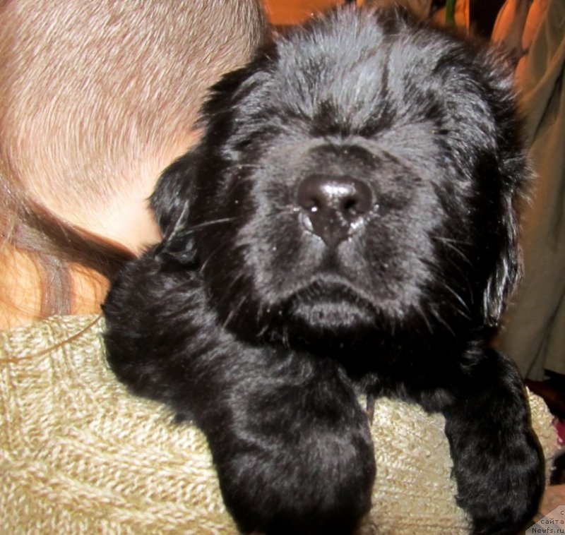 Фото: Сыночек, ньюфаундленд Vinsent Drukki Intrigant (Винсент Друкки Интригант), ньюфаундленд Ih Vyisochestvo Vladlena Madjiks (Их Высочество Владлена Маджикс), ньюфаундленд S'Nezhnaya Vjuga Armando Parusso (С'Нежная Вьюга Армандо Паруссо)