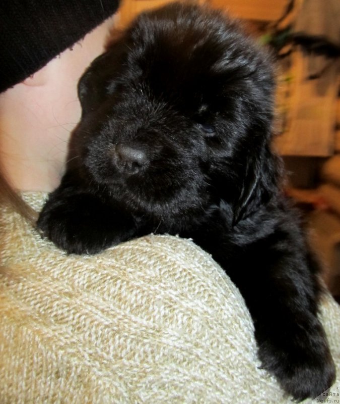 Фото: Доча, ньюфаундленд Val'kiriya Sigryun (Валькирия Сигрюн), ньюфаундленд Ih Vyisochestvo Vladlena Madjiks (Их Высочество Владлена Маджикс), ньюфаундленд S'Nezhnaya Vjuga Armando Parusso (С'Нежная Вьюга Армандо Паруссо)