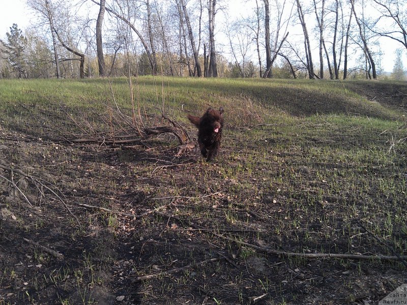 Фото: ньюфаундленд Bagryanaya Osen' iz Arkaima (Багряная Осень из Аркаима)