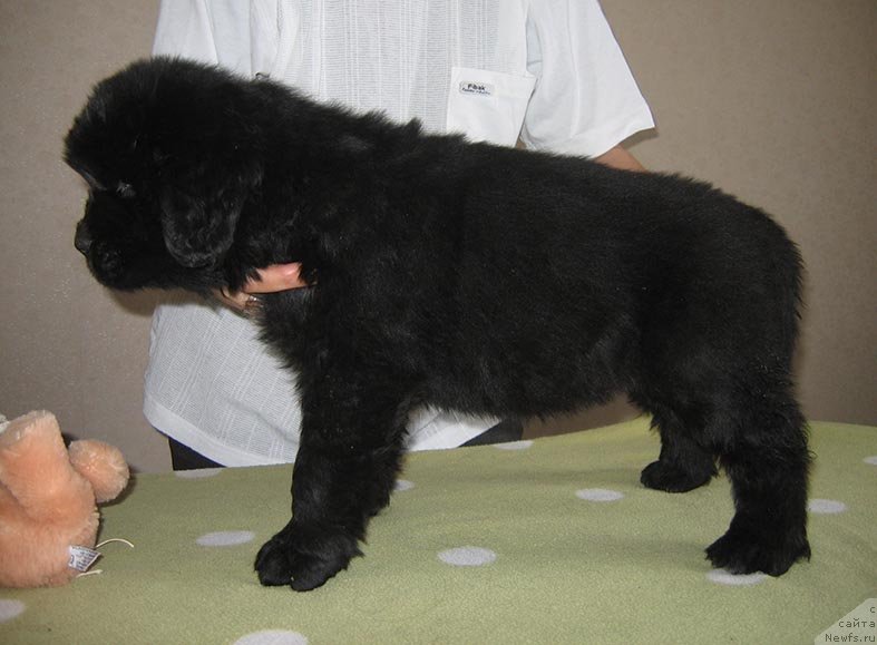 Фото: ньюфаундленд Tesey iz Plemeni Kedra (Тесей из Племени Кедра)