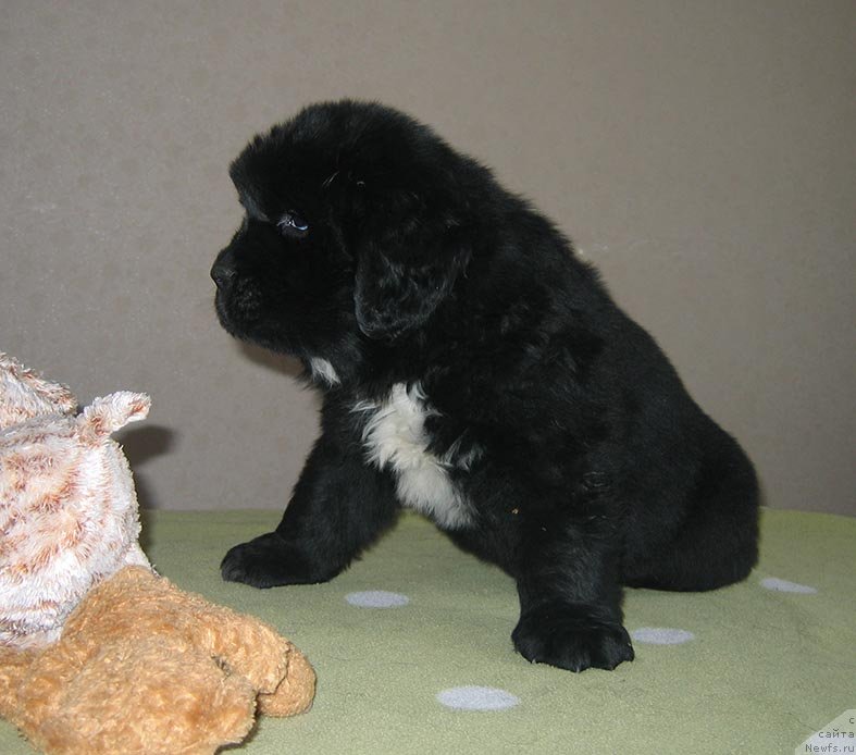 Фото: ньюфаундленд Tesey iz Plemeni Kedra (Тесей из Племени Кедра)