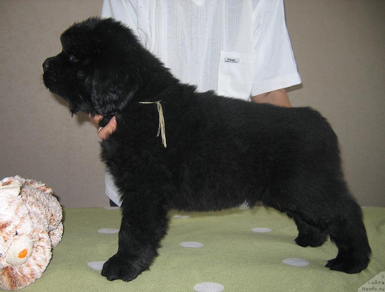 Фото: ньюфаундленд Tirey iz Plemeni Kedra (Тирей из Племени Кедра)