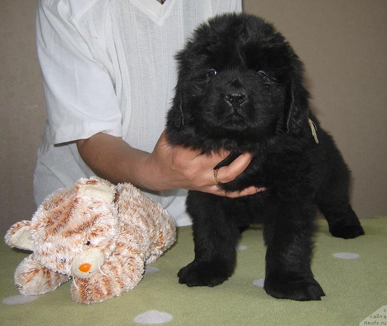 Фото: ньюфаундленд Tirey iz Plemeni Kedra (Тирей из Племени Кедра)