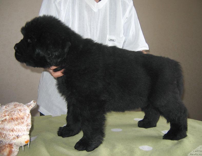 Фото: ньюфаундленд Titan iz Plemeni Kedra (Титан из Племени Кедра)