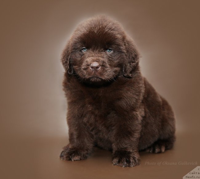 Фото: сынок моего МИТИ, ньюфаундленд CHernyiy SHarm Amber Best Dog FO Marleon (Черный Шарм Амбер Бест Дог ФО Марлеон)