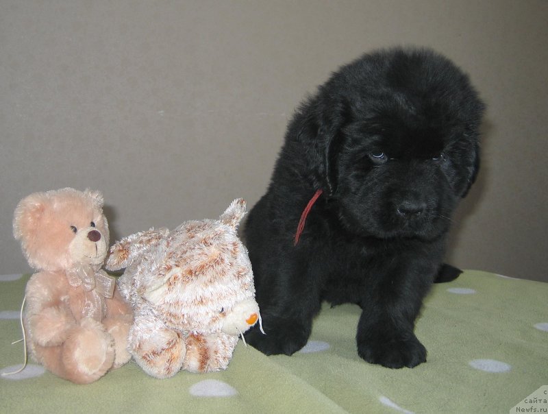 Фото: ньюфаундленд Titan iz Plemeni Kedra (Титан из Племени Кедра)