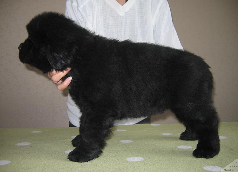 Фото: ньюфаундленд Toyan iz Plemeni Kedra (Тоян из Племени Кедра)