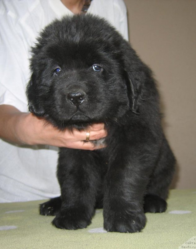 Фото: ньюфаундленд Toyan iz Plemeni Kedra (Тоян из Племени Кедра)