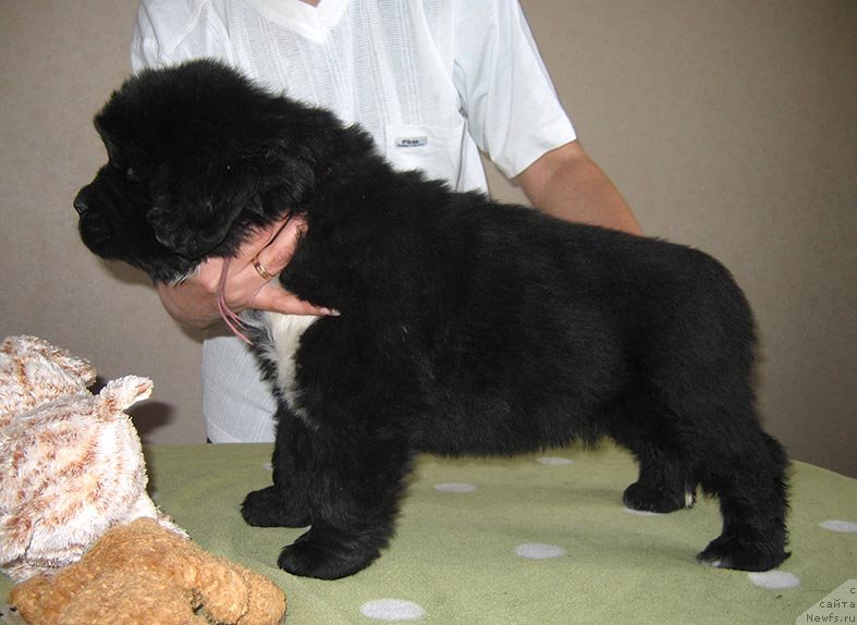 Фото: ньюфаундленд Tiara iz Plemeni Kedra (Тиара из Племени Кедра)