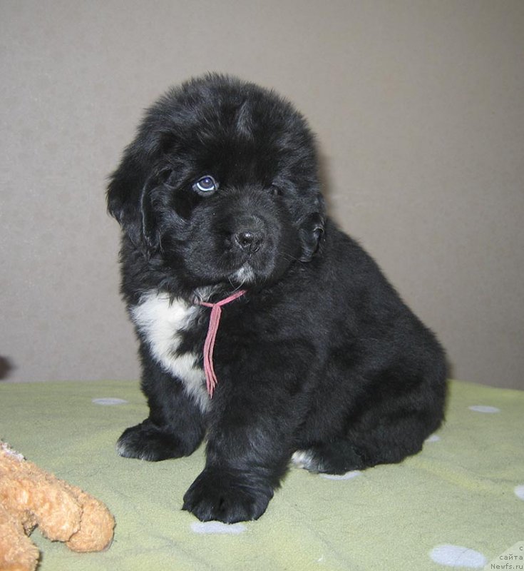 Фото: ньюфаундленд Tiara iz Plemeni Kedra (Тиара из Племени Кедра)