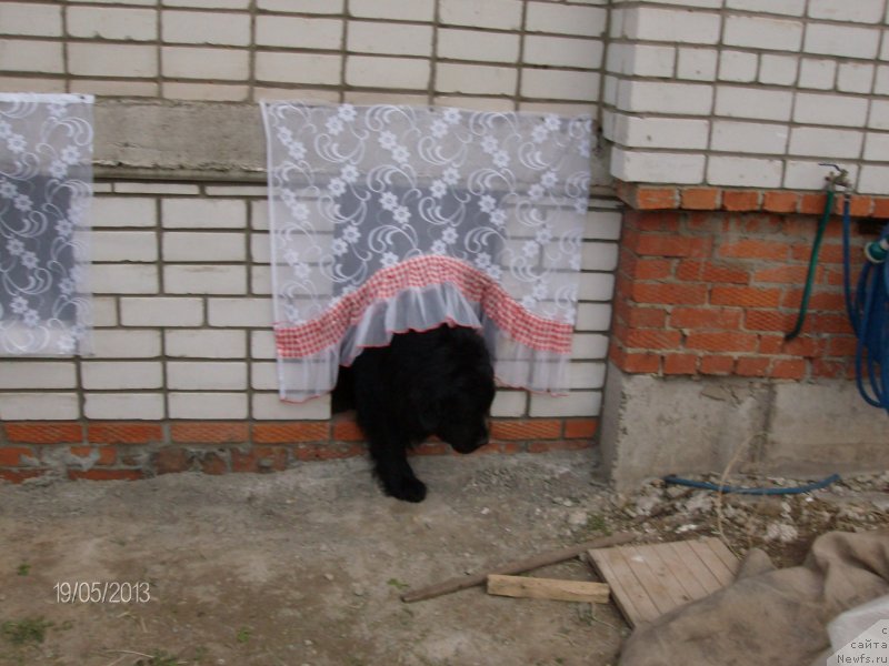 Фото: ньюфаундленд Kaiden Playful (Кайден Плейфул)