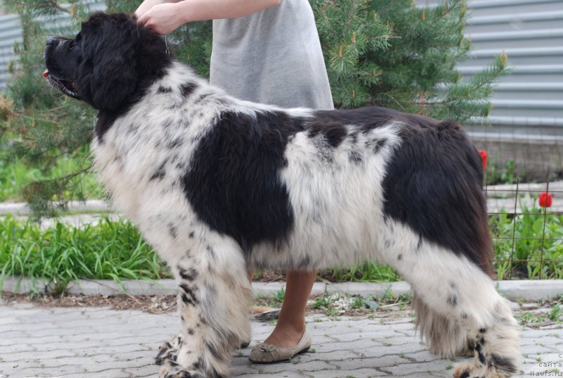 Фотография № 125494